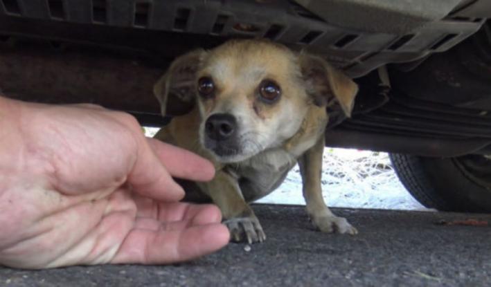 Αυτό το σκυλάκι είχε χαθεί για πέντε μέρες – Δείτε τη συγκινητική στιγμή της επανένωσής του με τον ιδιοκτήτη του (Video)