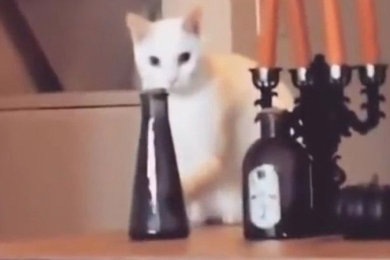 Χαμός με τη γάτα που τοποθετεί το βάζο στην θέση του μόλις καταλαβαίνει πως την βλέπει ο ιδιοκτήτης της