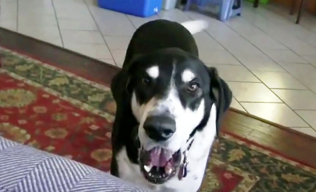 Ανακοίνωσε στον Σκύλο του ότι πήρε καινούριο Κατοικίδιο. Η Αντίδρασή του; Έχει “Ρίξει” το ίντερνετ! (Βίντεο)
