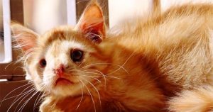 Γατάκι εγκαταλελειμμένο λόγω της ασχήμιας του βρήκε επιτέλους την αγάπη που του αξίζει
