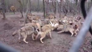 Συγκλονιστικό βίντεο: Μια αγέλη λύκων λιντσάρει έναν λύκο (ΠΡΟΣΟΧΗ, ΣΚΛΗΡΕΣ ΕΙΚΟΝΕΣ)