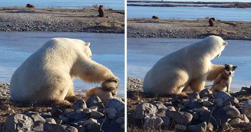 Πολική αρκούδα συναντά έναν σκύλο και δείτε την απίστευτη συμπεριφορά της