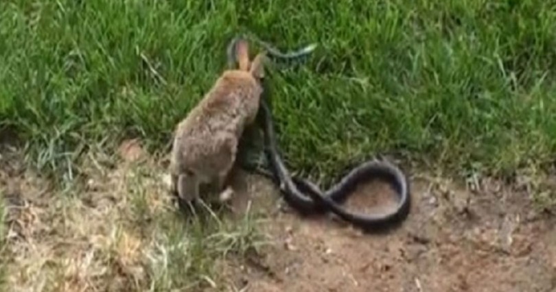 Δείτε πως υπερασπίστηκε αυτή η μάνα τα μικρά της με αντίπαλο ένα φίδι! Απίστευτο;