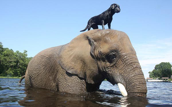 Σπάνια φιλία σκύλου και ελέφαντα (Βίντεο)!