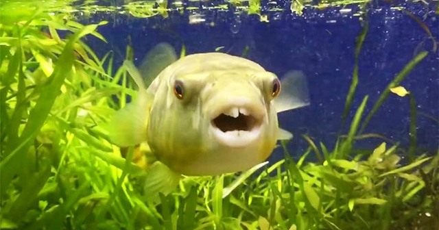 Αυτό το ψάρι μάλλον ενθουσιάζεται πολύ βλέποντας την τροφή του