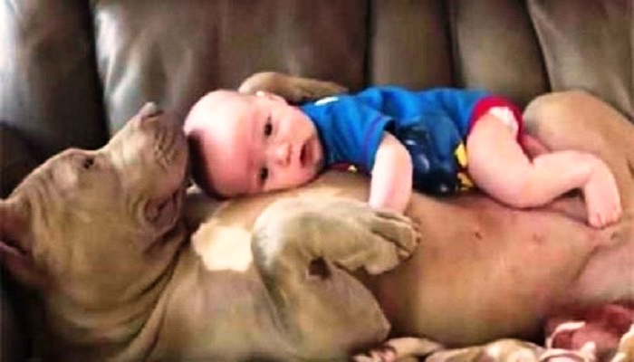 Το πιο γλυκό βίντεο που θα δεις σήμερα: Σκύλος φροντίζει μωρό σαν δικό του! (video)