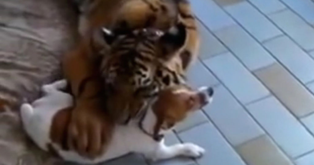 Ένας μικρός σκύλος ενόχλησε αυτή την τίγρη. Η αντίδρασή της; Θα σας αφήσει με το στόμα ανοιχτό!
