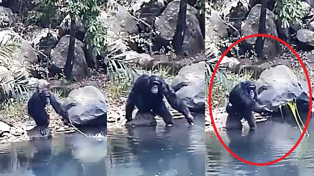 Χιμπατζήδες χρησιμοποιούν κλαδιά για ψάρεμα και εκπλήσσουν τους επιστήμονες!!! (Βίντεο)
