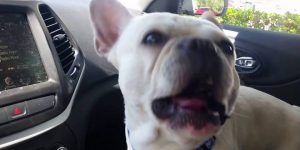 Δείτε πως αντιδρούν αυτοί οι σκύλοι μόλις ακούσουν πως θα πάνε στο πάρκο (Video)