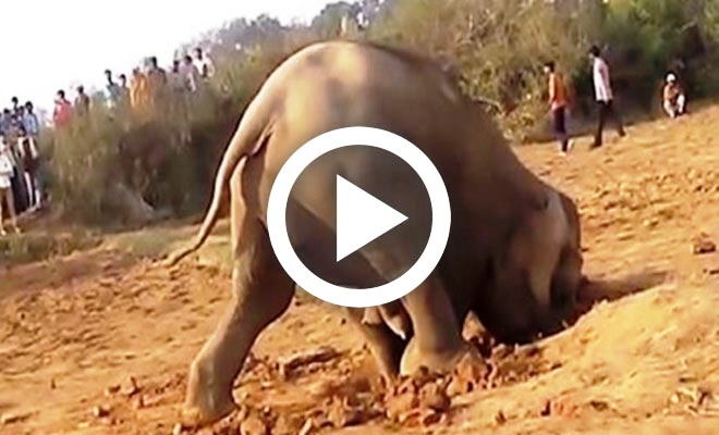 Μια ελεφαντίνα έσκαβε μια τρύπα για 11 συνεχόμενες ώρες, αυτό που έγινε στη συνέχεια δείχνει τι θα πει «αγάπη της μάνας»