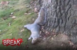 Ο μεθυσμένος σκίουρος….! Θα σας τρελάνει! (Video)