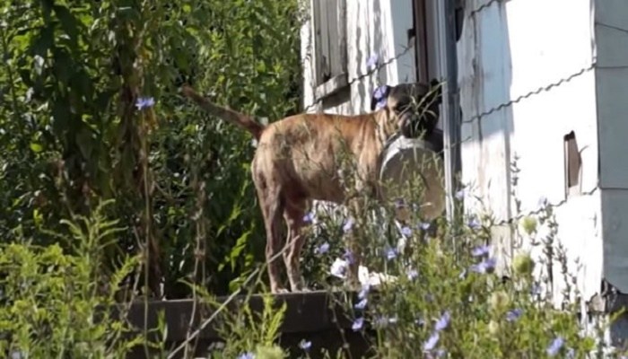 Θα σας Ραγίσει την Καρδιά: Αδέσποτος Σκύλος ζητιανεύει για λίγο Φαΐ από Πόρτα σε Πόρτα, Κρατώντας το Πιατάκι του στο Στόμα