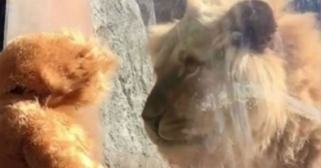 Αξιολάτρευτος πιτσιρικάς ντύθηκε λιοντάρι και τρέλανε τον βασιλιά των ζώων! ( Βίντεο)