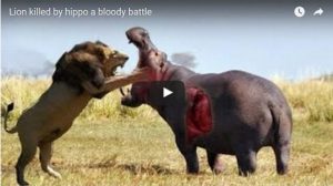 Ιπποπόταμος σκοτώνει λιοντάρι σε μια ανατρεπτική μάχη! (BINTEO)