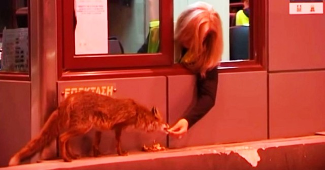 Ελληνίδα υπάλληλος διοδίων ταΐζει στο στόμα μια αλεπού.