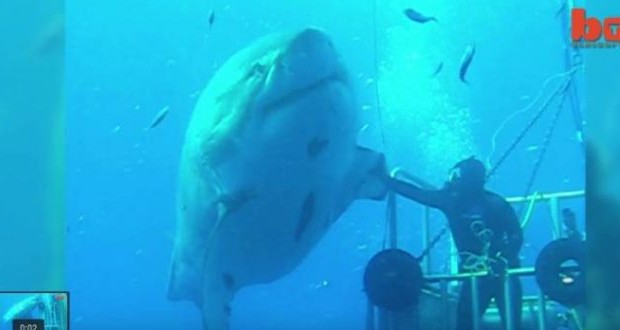 ΣΟΚ και ΔΕΟΣ! «Θρυλικός» Καρχαρίας 7 μέτρων επιτίθεται σε δύτες (video)