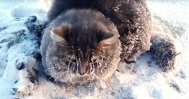Γάτα κολλημένη σε πάγο επί ώρες διασώζεται από ένα ζευγάρι στη Ρωσία.