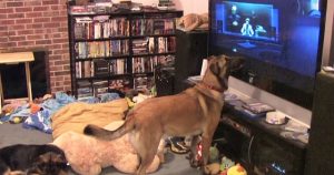 Η γυναίκα βάζει μια ταινία για να δει ο σκύλος της. Δείτε τον σκύλο όταν εμφανίζεται ο αγαπημένος του ήρωας…