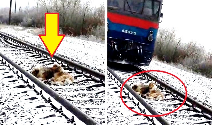 Σκύλος έμεινε δυο μέρες σε μια παγωμένη σιδηροδρομική γραμμή προσπαθώντας να σώσει την τραυματισμένη φίλη του