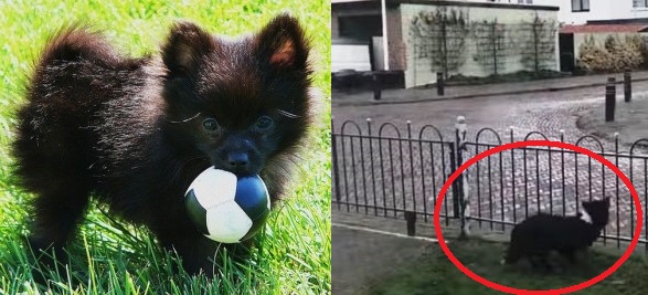Πανέξυπνος σκύλος παίζει μπάλα με τους περαστικούς!