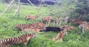 ΑΓΡΙΑ ΜΑΧΗ – Όταν μια αγέλη τίγρεων επιτίθεται σε… αρκούδα (Video)
