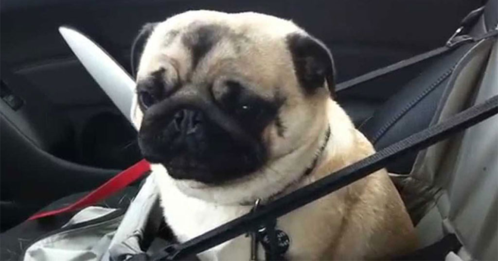 Η απίστευτη αντίδραση ενός σκύλου που ανακάλυψε πως πηγαίνει σε κατάστημα κατοικιδίων