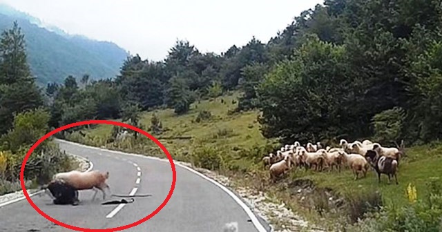 Πρόβατο επιτέθηκε στο βοσκό του… (Βίντεο)