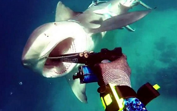 Η τρομακτική στιγμή που ένας δύτης δέχεται επίθεση από καρχαρία ταύρο (Video)