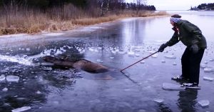 Έκανε Πατινάζ σε μία Παγωμένη Λίμνη όταν είδε ένα Τεράστιο Πλάσμα να πνίγεται. Τώρα πια είναι ένας Ήρωας! (Βίντεο)