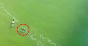 Κάμερα καταγράφει την στιγμή που λευκός καρχαρίας πλησιάζει σέρφερ στο ένα μέτρο