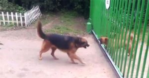 Σκυλιά ορμάνε το ένα πάνω στο άλλο για να τσακωθούν μέχρι που άνοιξε η πόρτα
