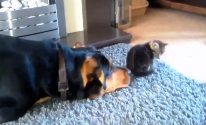 Ο σκύλος πλησιάζει πισώπλατα το γατάκι… Η συνέχεια θα σας κάνει να λιώσετε (Βίντεο)
