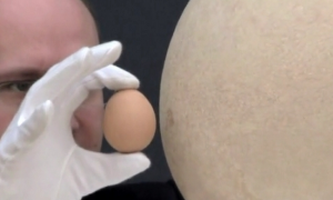Αυτό είναι το μεγαλύτερο και το πιο ακριβό αυγό που έχει βρεθεί ποτέ στη γη (Video)