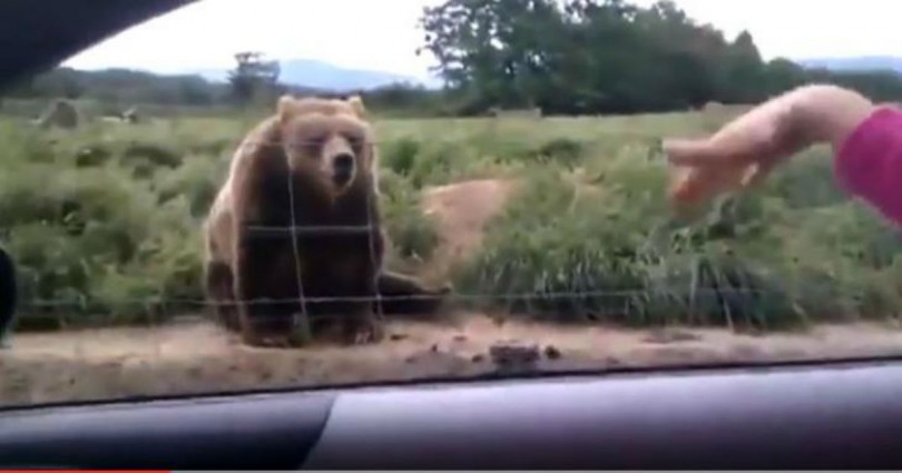 Ενα ζευγάρι είδε μια αρκούδα στο δρόμο και την χαιρέτησε! Αυτό που έκανε η αρκούδα δεν θα το ξεχάσουν ποτέ (Video)