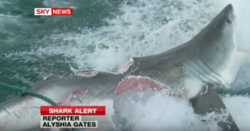Τρομερό: Αυτό το πλάσμα δάγκωσε και έκοψε στα δύο λευκό καρχαρία – Μόλις δείτε τι ήταν δεν θα το πιστεύετε!