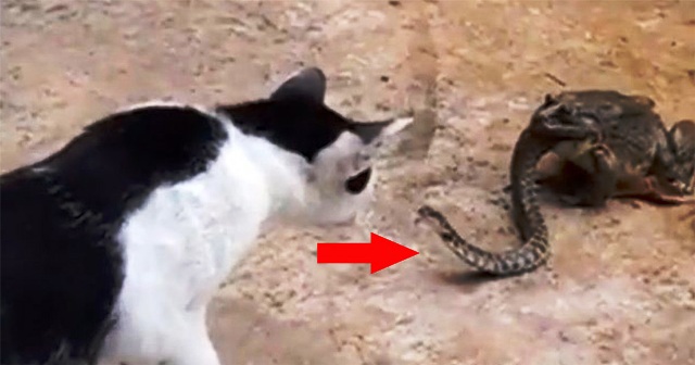 Περίεργο βίντεο δείχνει γάτα να παλεύει με βάτραχο ο οποίος καταβροχθίζει ένα φίδι