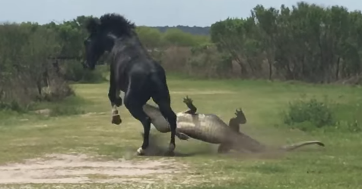 Παρακολουθηστε ένα άλογο να «πλακώνει στο ξύλο» έναν τεράστιο αλιγάτορα