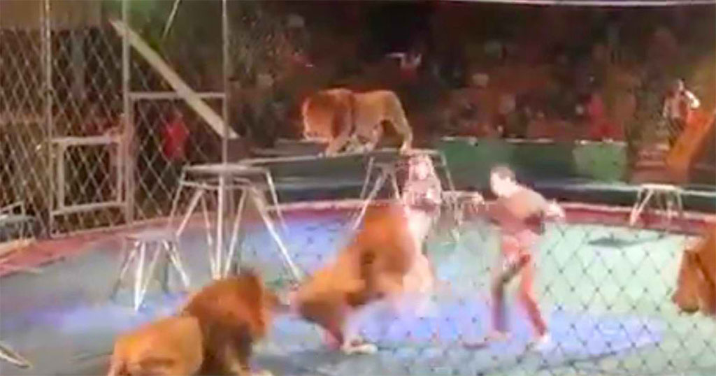 Εκπαιδευτής τσίρκου δέχεται άγρια επίθεση από λιοντάρια μπροστά στο κοινό