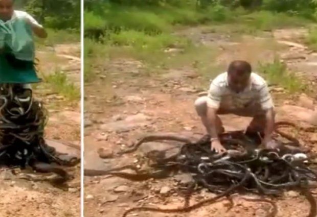 Άνδρας απελευθερώνει χιλιάδες κόμπρες, ποντίκια και φίδια σε δάσος (vid)