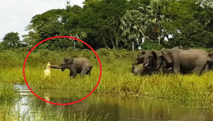 Παρακολουθήστε έναν κροκόδειλο να αρπάζει έναν ελέφαντα από την προβοσκίδα