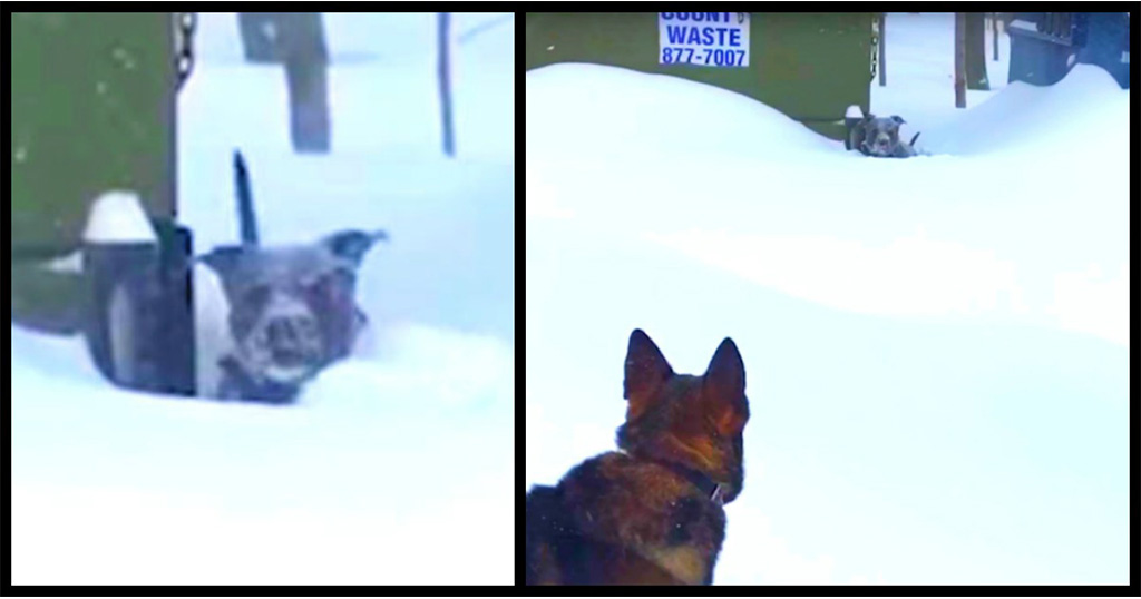 Σκύλος είχε κολλήσει στο χιόνι μέχρι που τον είδε αυτός ο Γερμανικός Ποιμενικός και τον έσωσε
