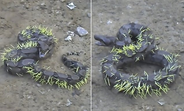 Ένα Φίδι Προσπάθησε να Φάει ένα Σκαντζόχοιρο… Δείτε το ΣΟΚΑΡΙΣΤΙΚΟ Αποτέλεσμα στο Βίντεο που Κόβει την Ανάσα!