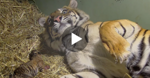 Η Τίγρης γεννούσε το Μωρό της, αλλά όταν η Κάμερα έκανε ΖΟΥΜ ανάμεσα στα Πόδια της; Μείναμε με το Στόμα Ανοιχτό!