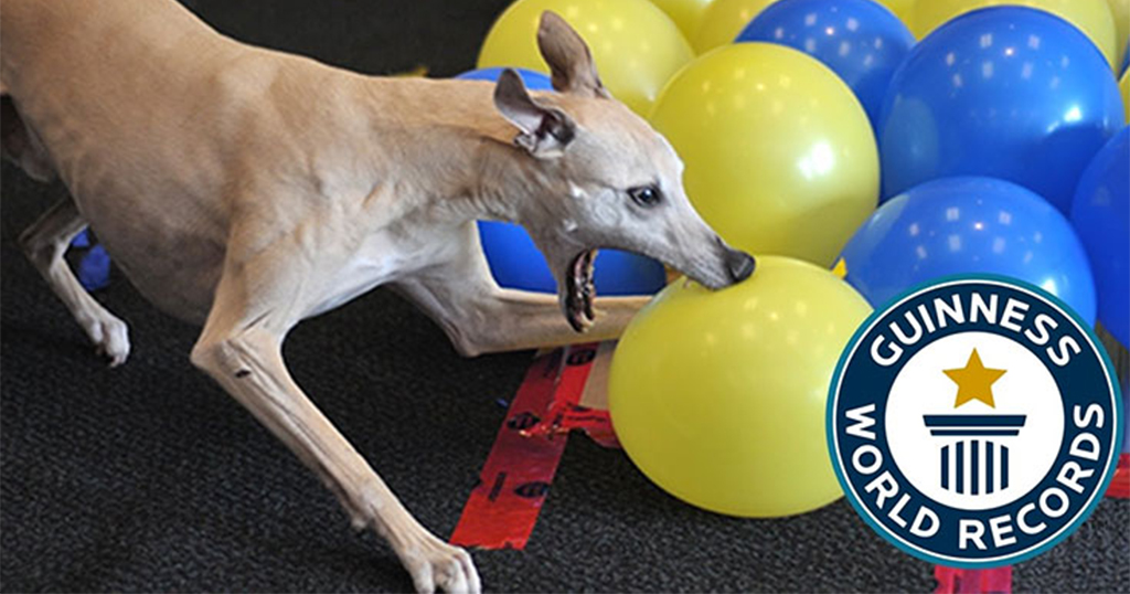 Σκύλος σκάει 100 μπαλόνια σε λίγα δευτερόλεπτα και γίνεται ο νέος κάτοχος Ρεκόρ Γκίνες