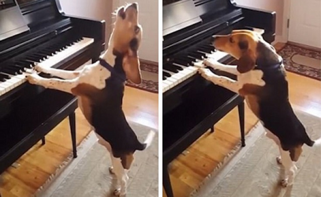 Δείτε τον σκύλο που παίζει πιάνο και τραγουδάει!! (Video)