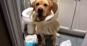 Ξεκαρδιστικές αντιδράσεις σκύλων που πιάστηκαν στα πράσα (Video)