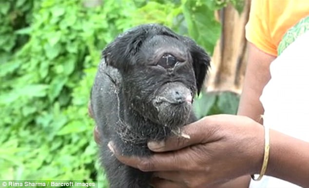 Σπάνια κατσίκα κύκλωπας γεννήθηκε στην Ινδία (Video)