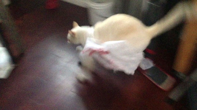 Γατούλα μετανιώνει πικρά το παιχνίδι της με μια πλαστική σακούλα