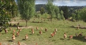 Δείτε ΠΩΣ ζουν αυτές οι Κότες και ΔΕΝ θα ξανά επιλέξετε Αυγά με τον ίδιο Τρόπο. Απίστευτο Βίντεο!