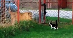 Παρακολουθήστε μια θαρραλέα γάτα να προκαλεί σε μονομαχία ένα λιοντάρι